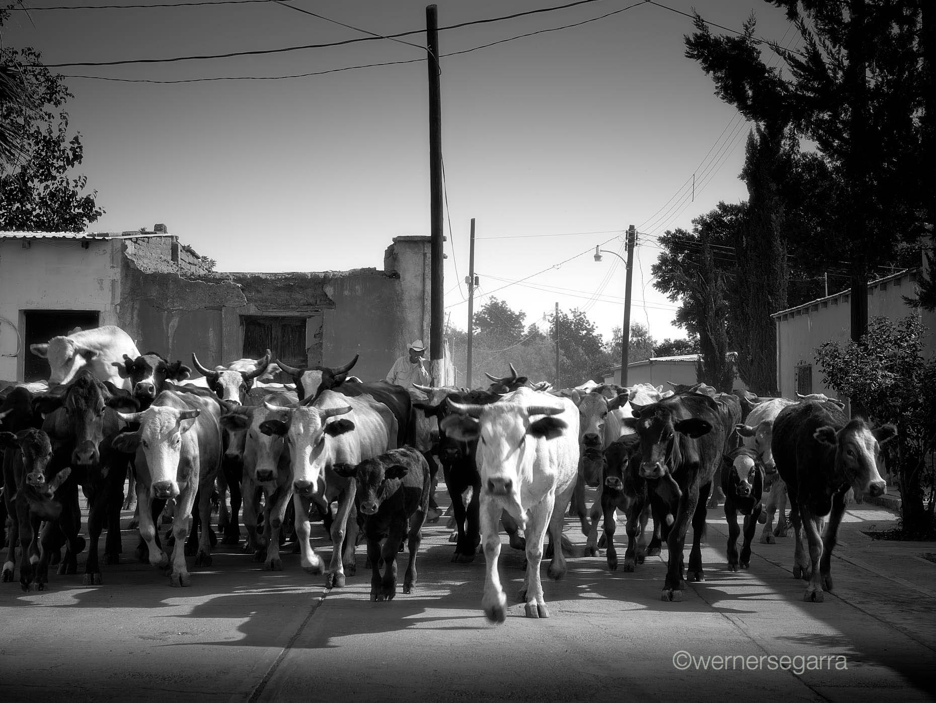 wernersegarra_0114
